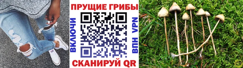 Псилоцибиновые грибы MAGIC MUSHROOMS  купить наркоту  Минеральные Воды 